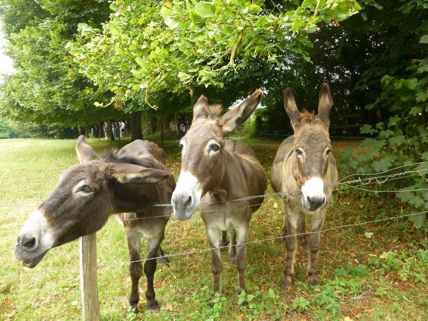 paris donkeys abroad