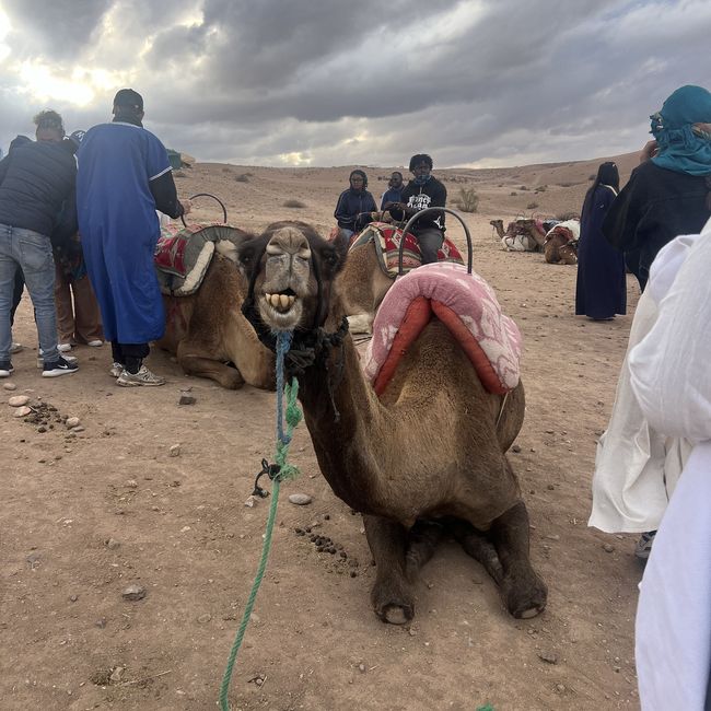 camel desert abroad