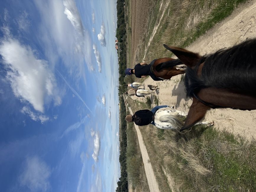 horseback riding abroad study abroad madrid