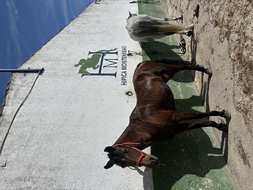 study abroad horses madrid spain