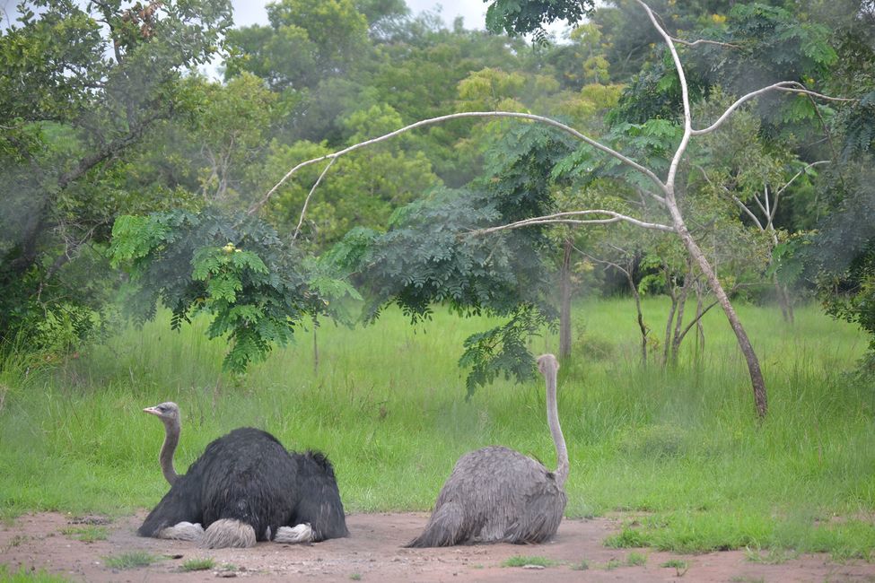 ghana_2-ostriches-at-the-shai-hills-resource-reserve.jpg