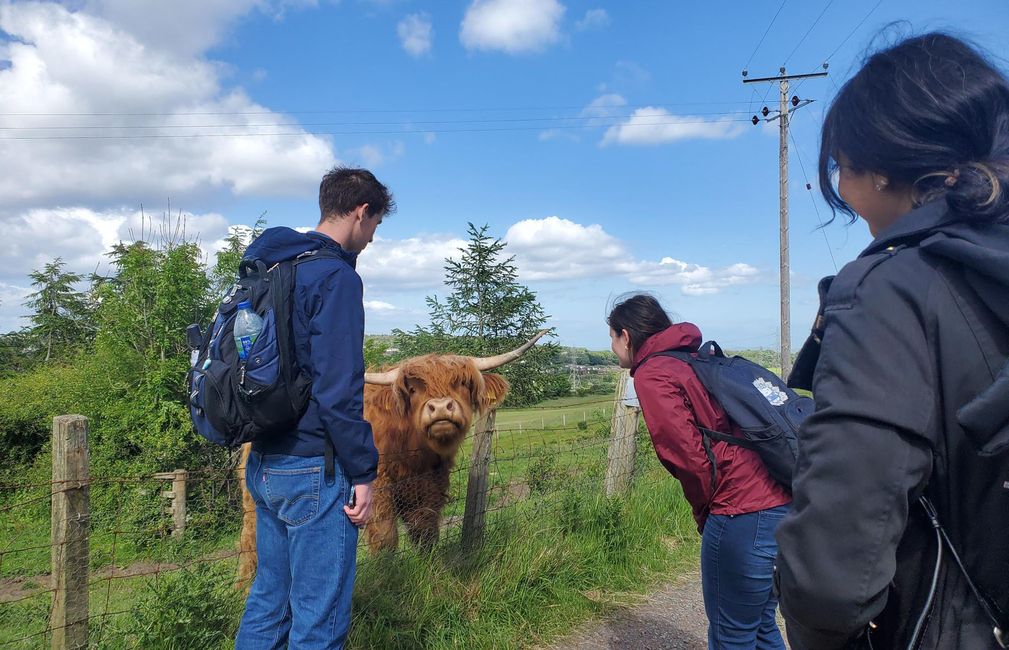 highland cow abroad scotland study abroad