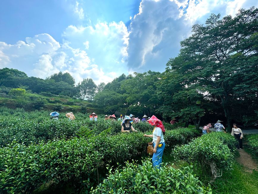 taipei_tea-leave-picking.jpg