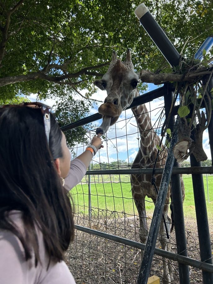 Student feeding the giraffe 