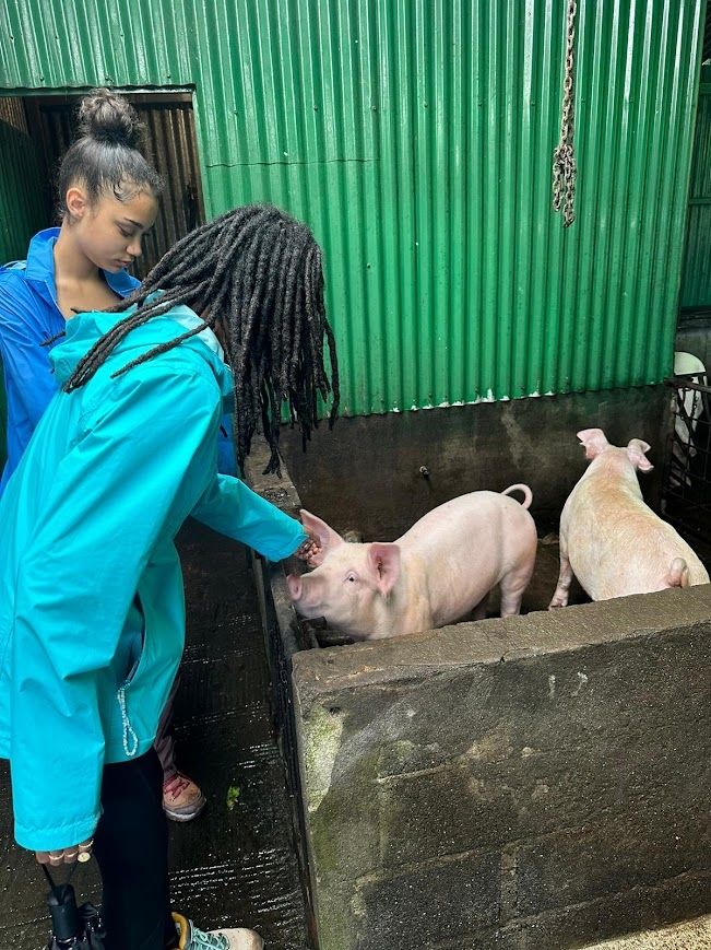 Petting pigs