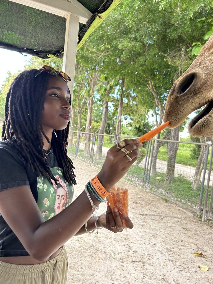 Student feeding a giraffe 