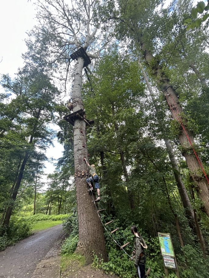 Several Fashion and Design students climb up a tree to begin the most difficult Accrobranche course. 