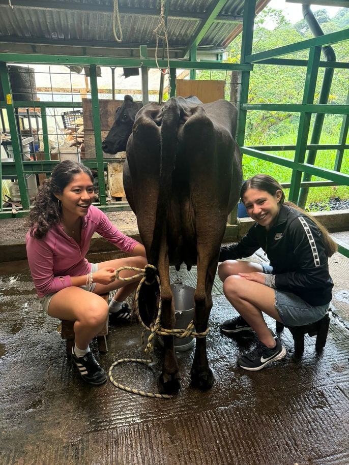 Maddy and Anet milking the cow!
