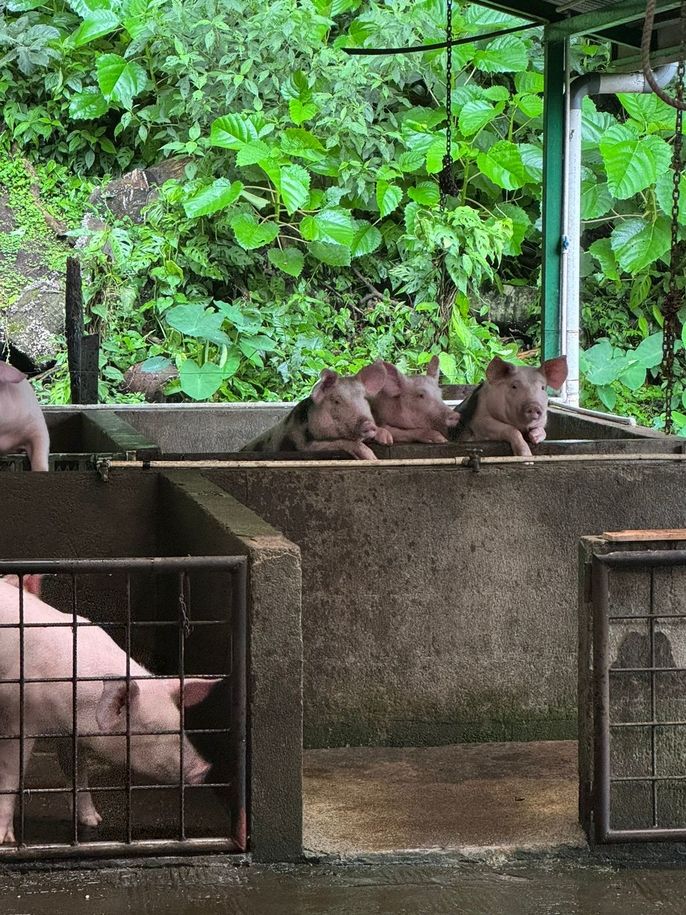 Pigs waiting for the food