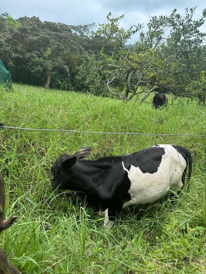 One of CIEE's many cows lays in a field.