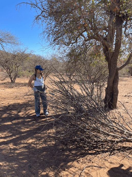 Working on combatting bush encroachment