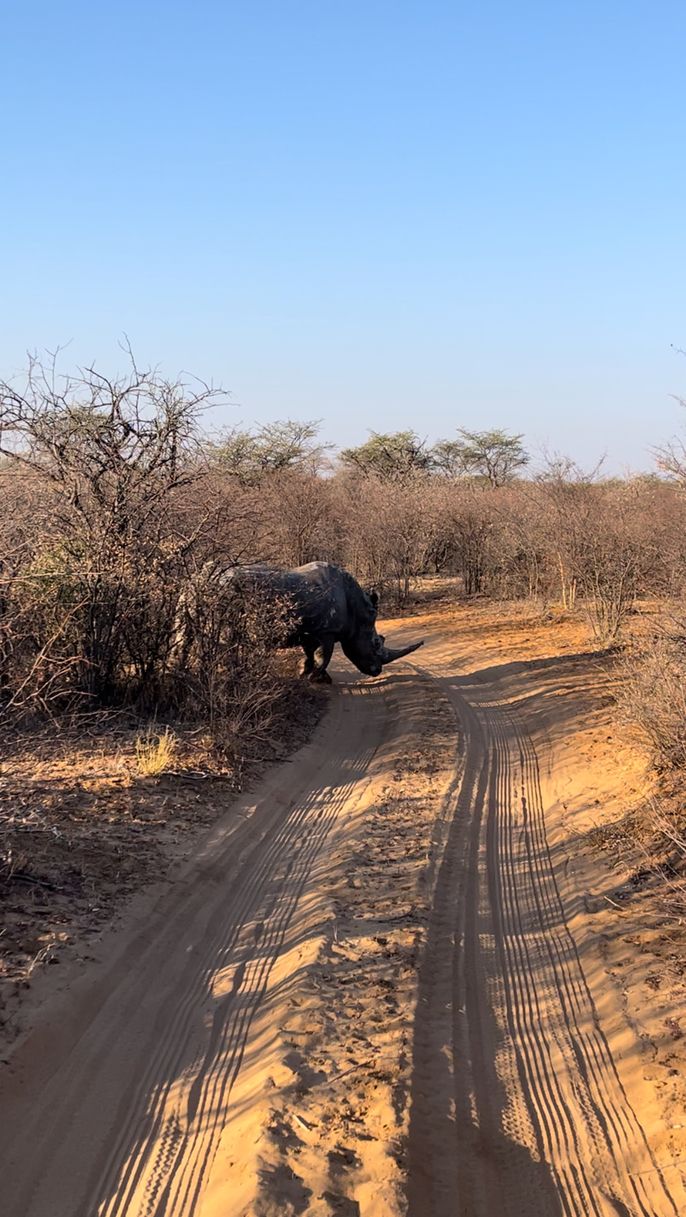 Rhino crossing!