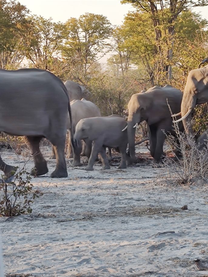 Elephants on the way to Moremi Game Reserve 