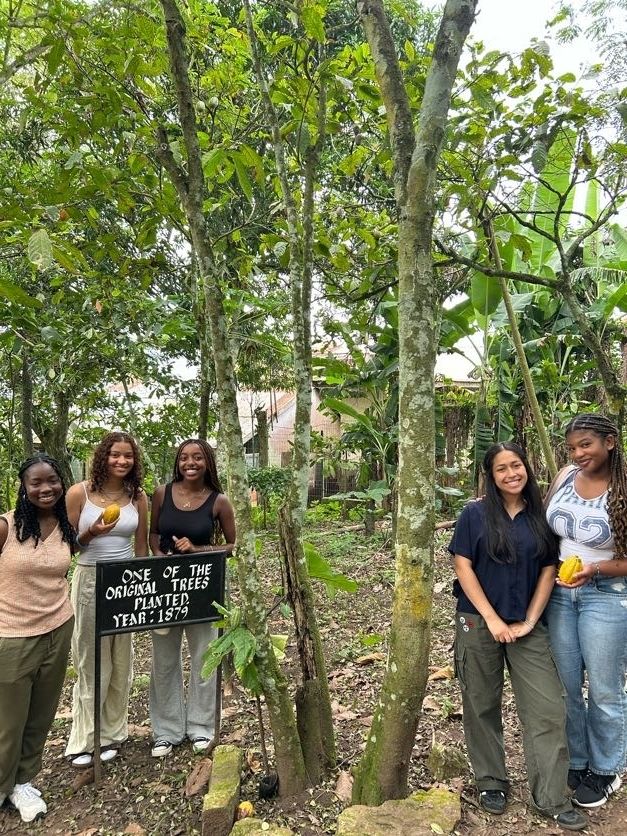 first cocoa trees in ghana