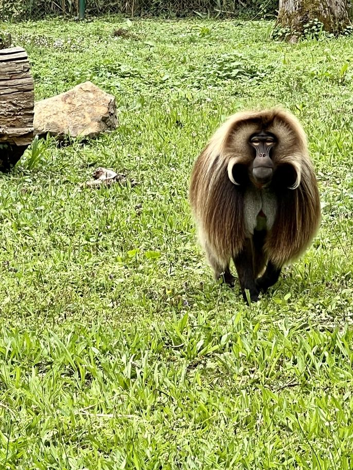 animal from baboon family