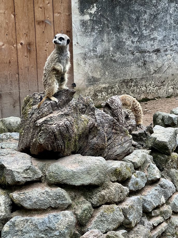 Meerkats on a rock
