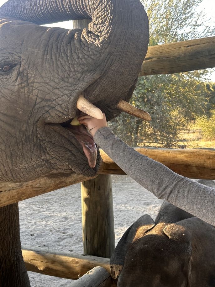 Feeding an elephant at Elephant Havens