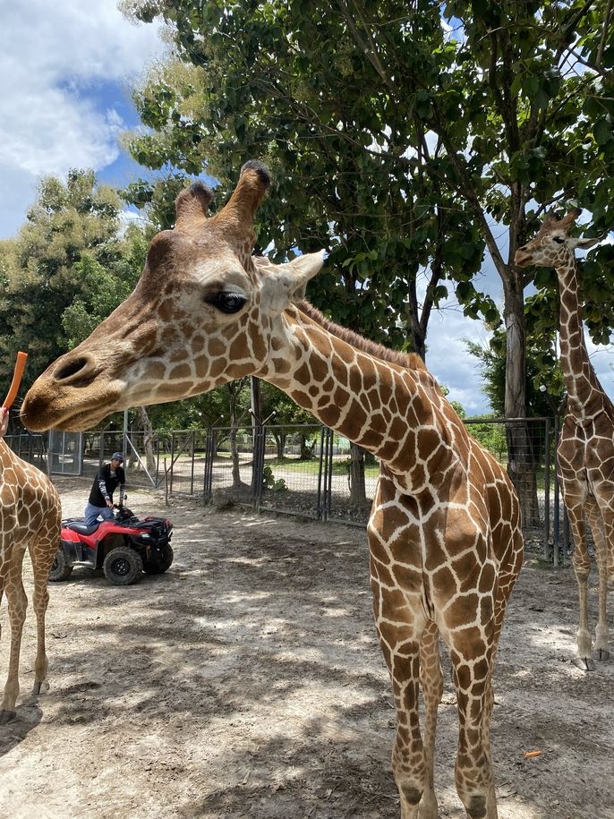 A giraffe at the Safari
