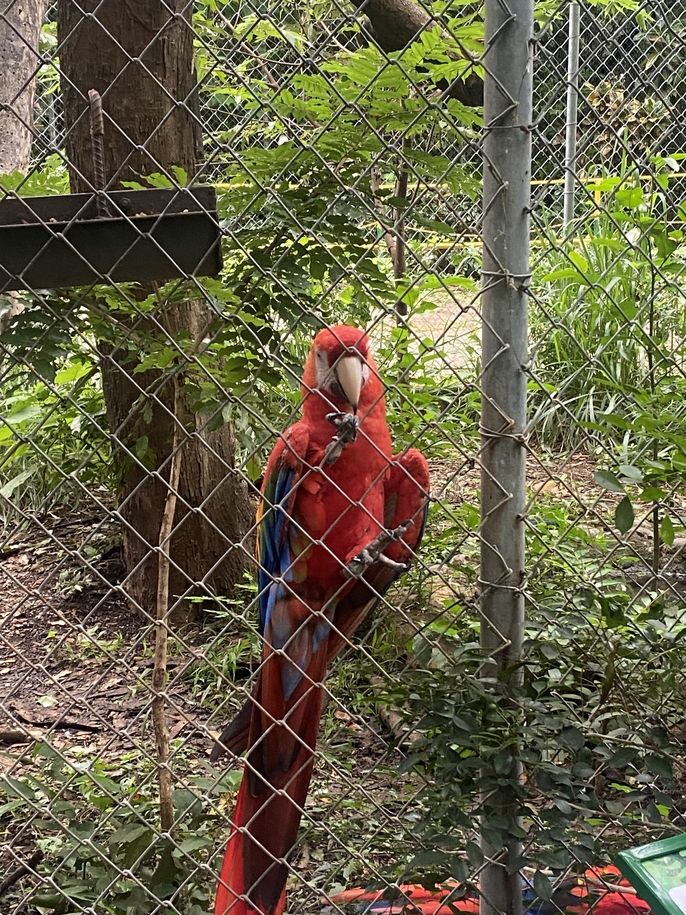 A Macaw at the Rescue Center