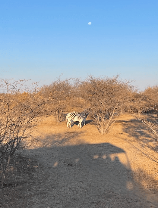 More zebras on the game drive.