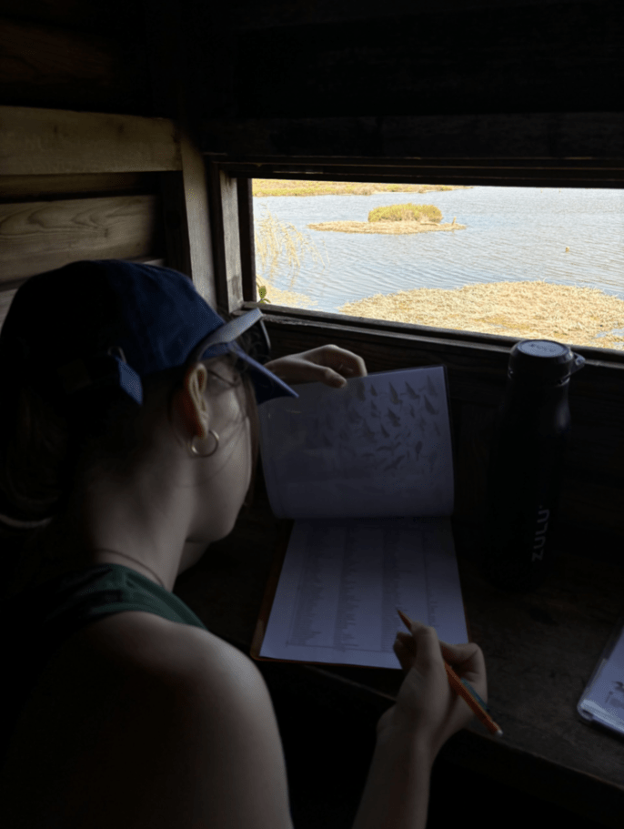 Student looks at bird identification list while in an observation hut on protected reserve