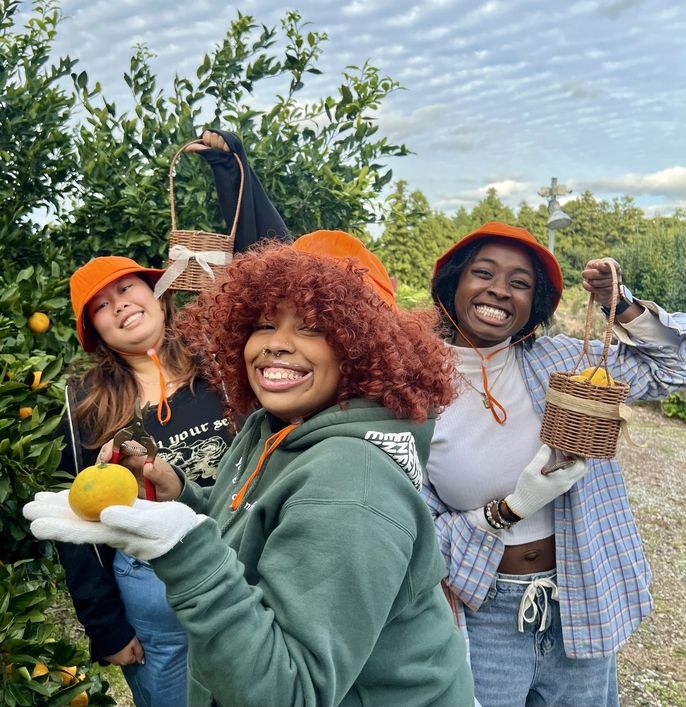 Tangerine picking