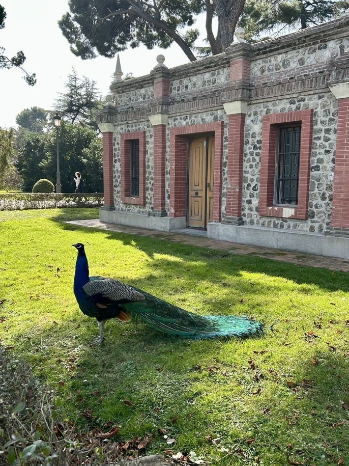 Peacock in El Retiro 