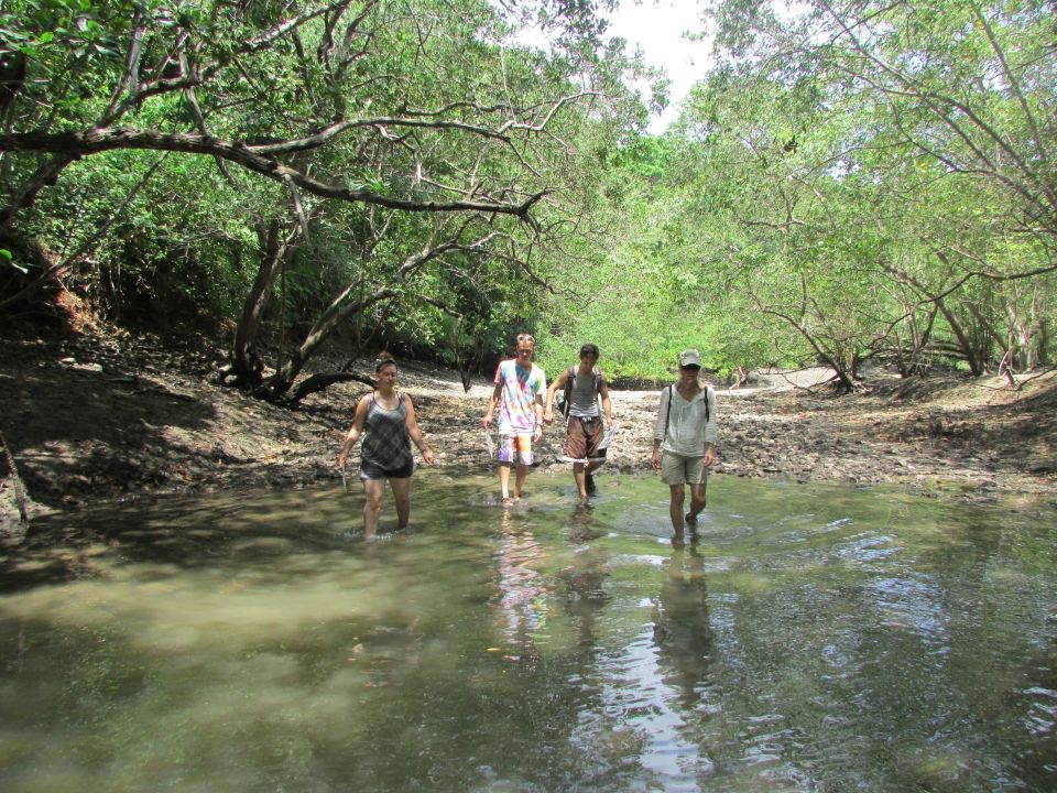 4 mangrove day 2