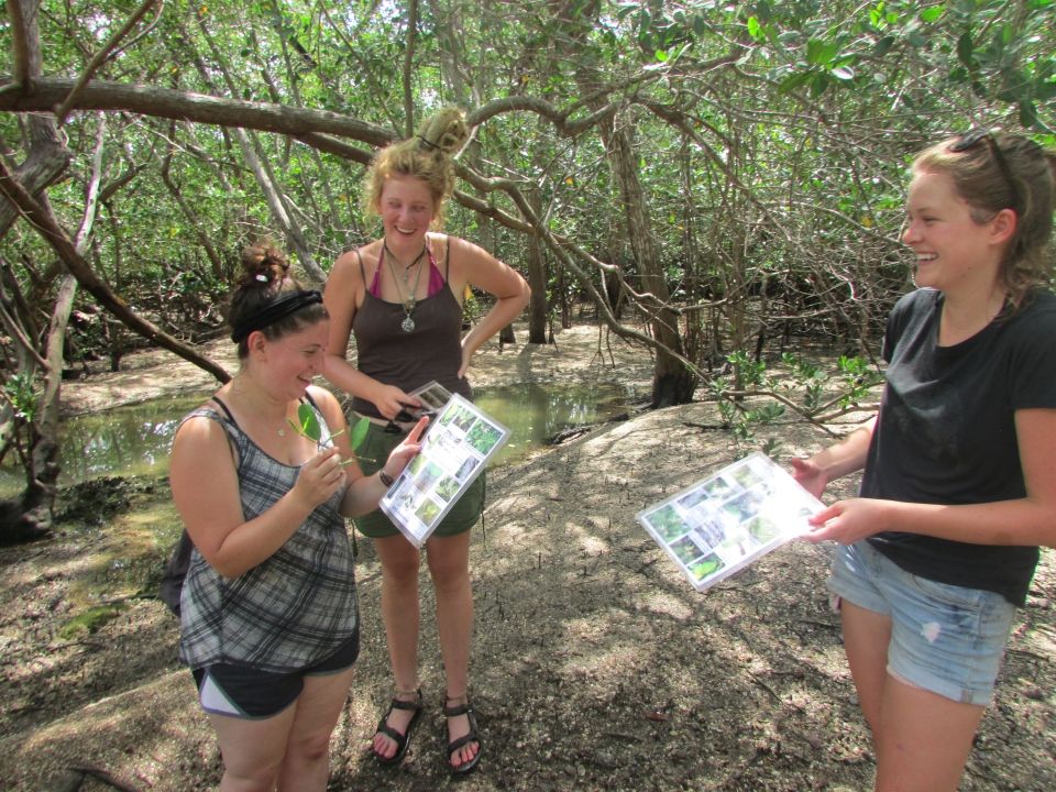 5 girls learn mangrove species