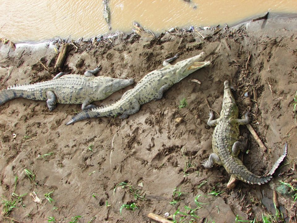23 crocs