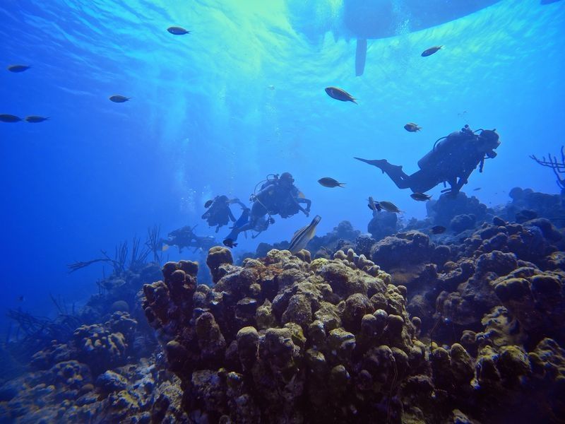Sara dive group reef crest