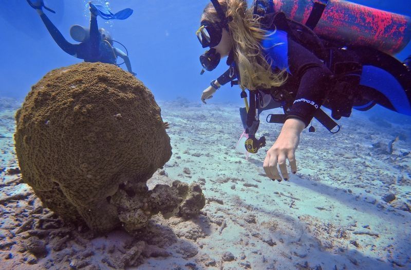 Sara dive group reef crest