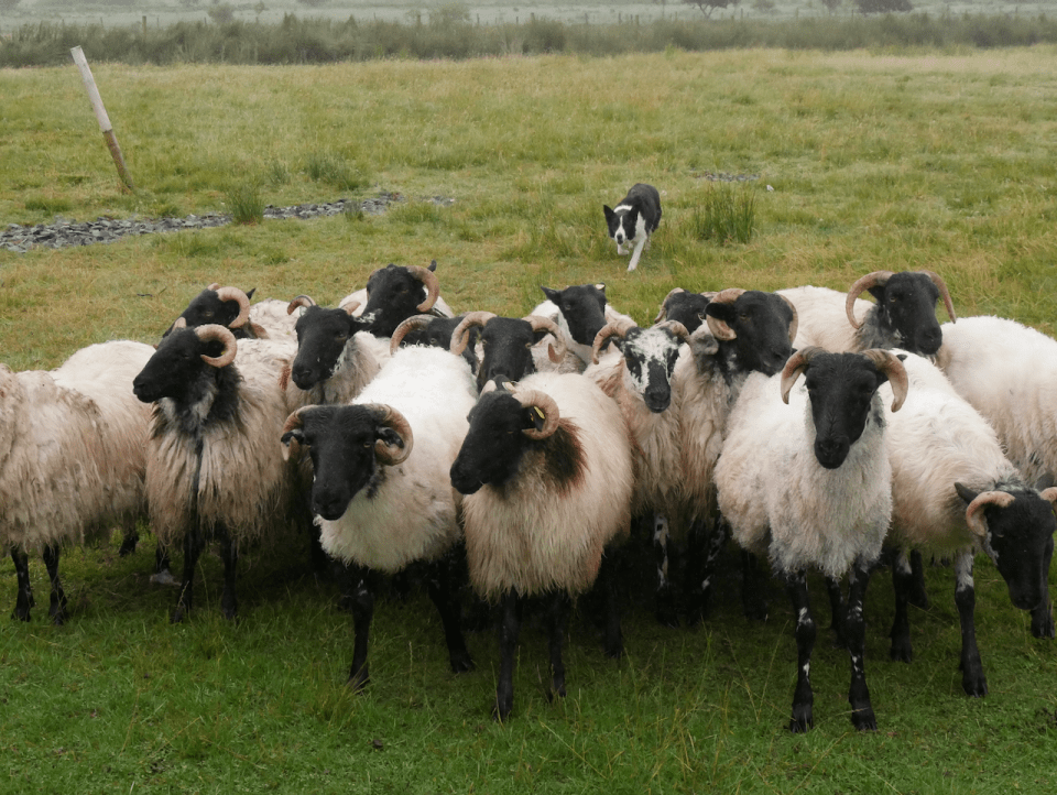 Photo for blog post Glen Keen Farm & Lunch in Galway