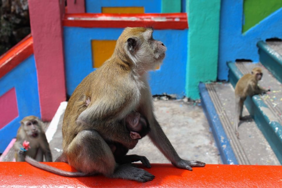 Photo for blog post Wildlife in Thailand