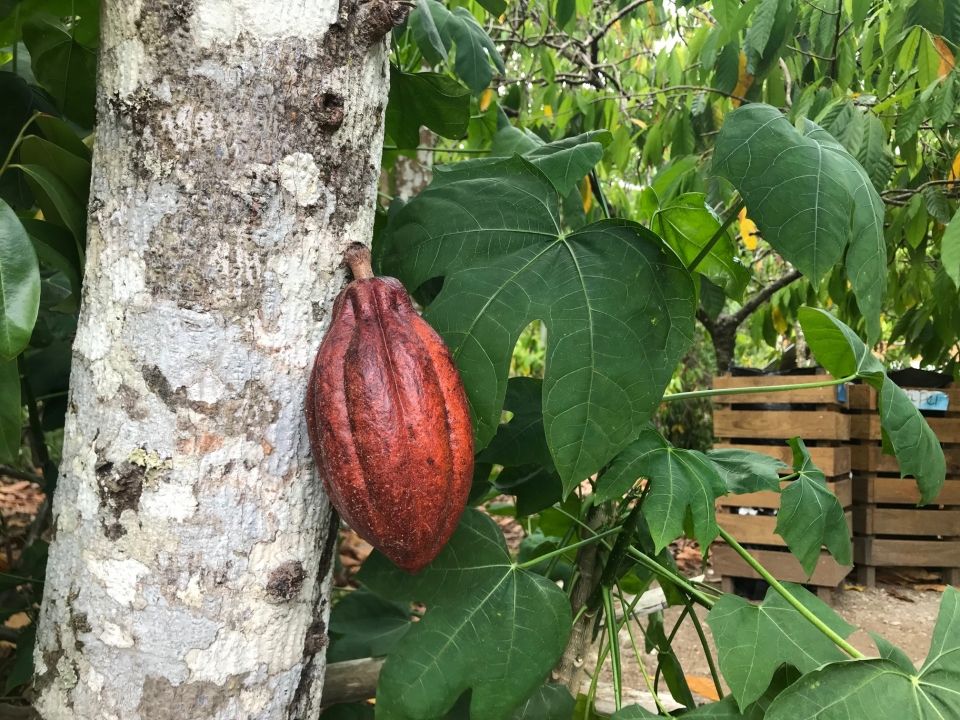 Photo for blog post Paseo a finca y playa -- Trip to a farm and beach