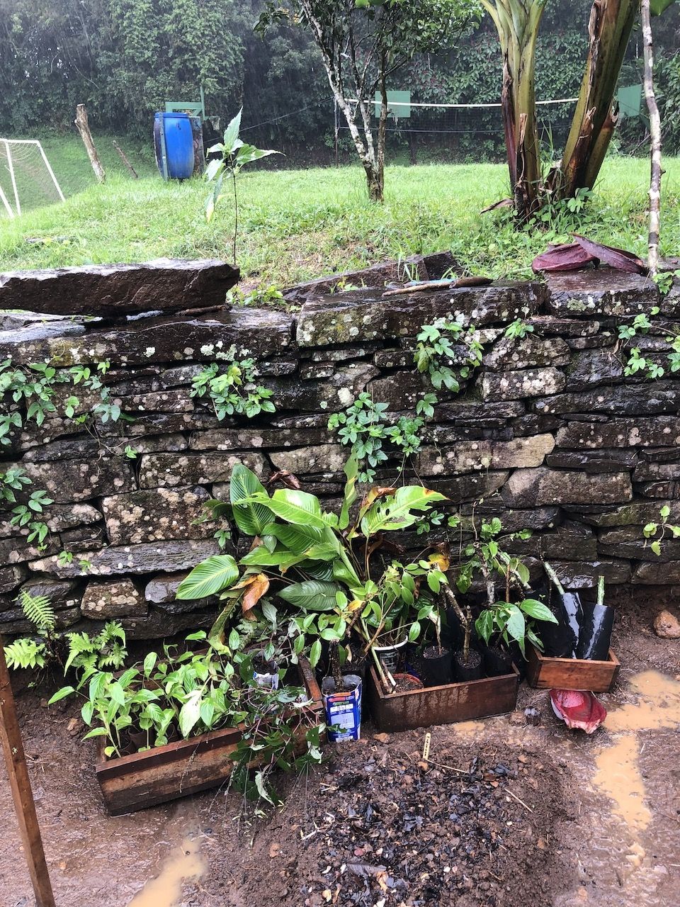 Photo for blog post Creation of an organic garden at the Monteverde Friends School