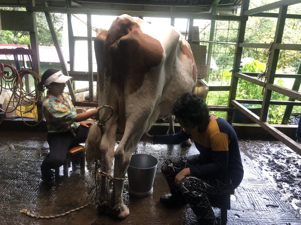 Ciena and Maneeza milking a cow!