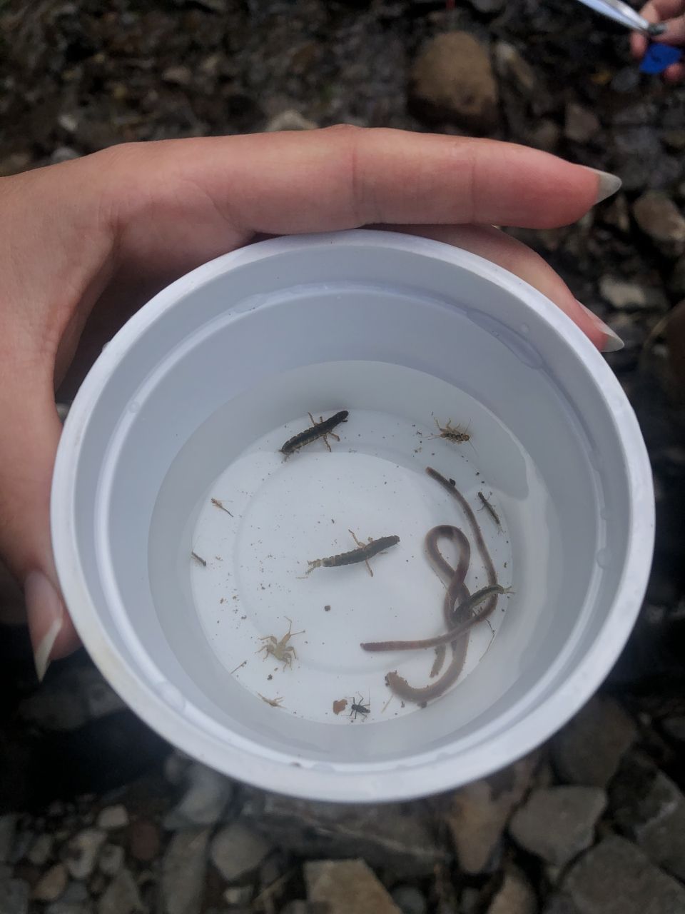 Some invertebrates that Amelia, Jessica and Zoey collected.