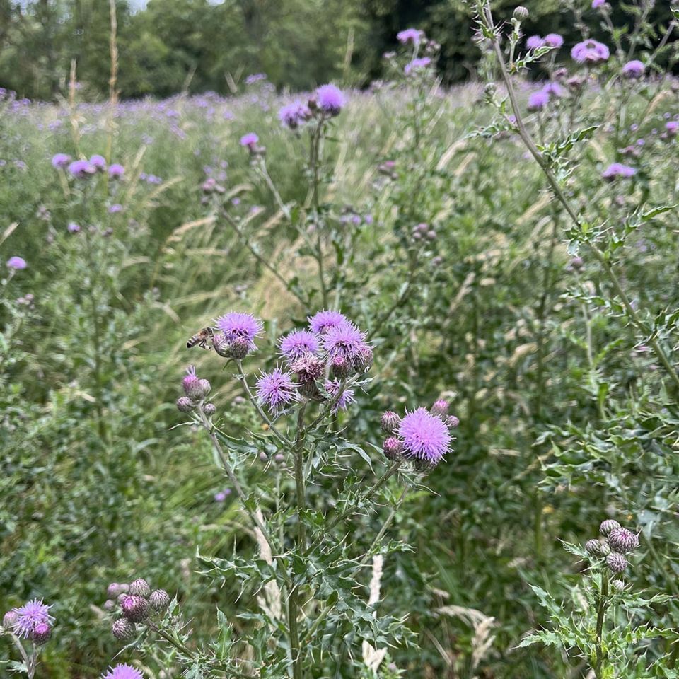 london flowers