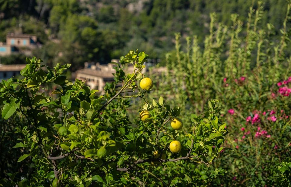 mallorca lemon tree abroad