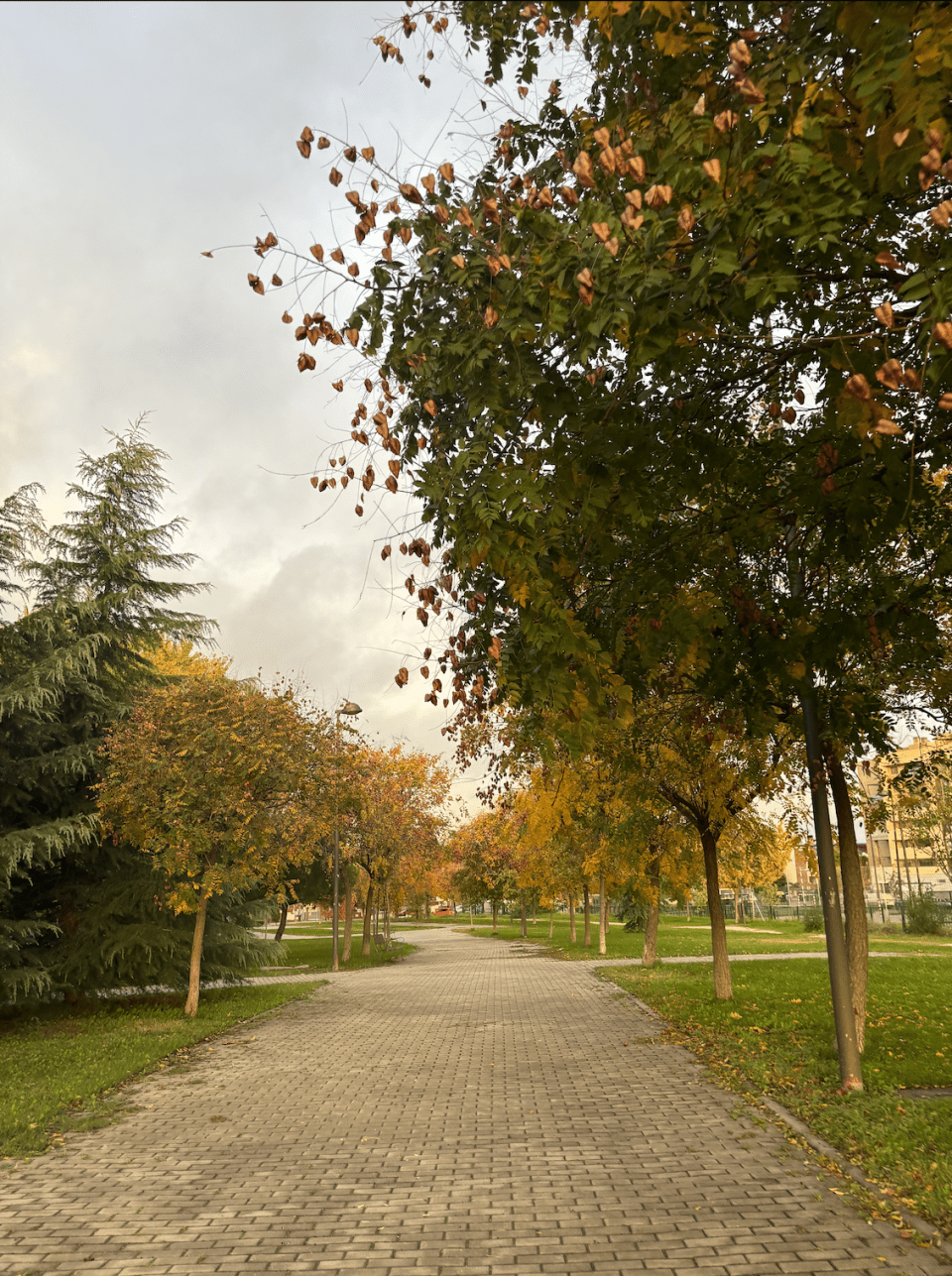 A pretty walk is the last step in my commute to school