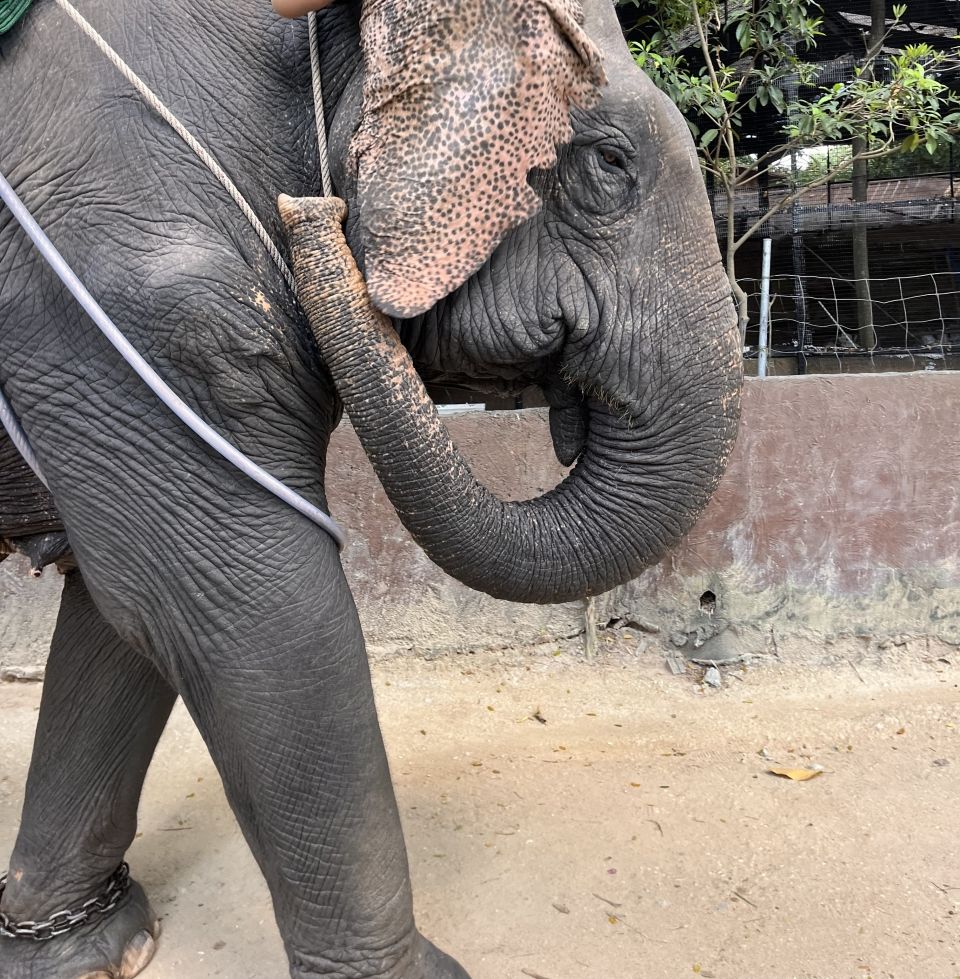 chained elephant giving an elephant ride