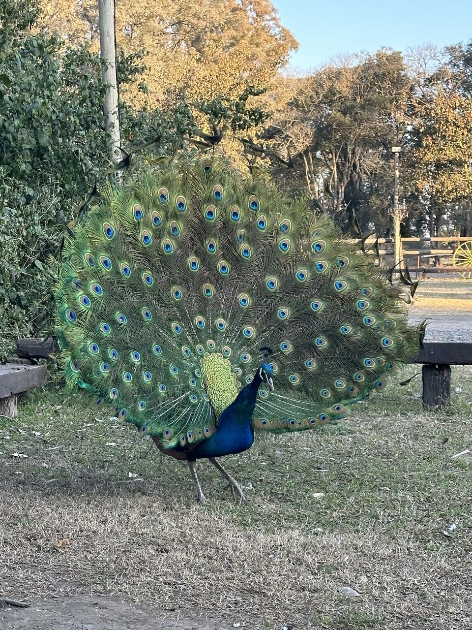 Peacock