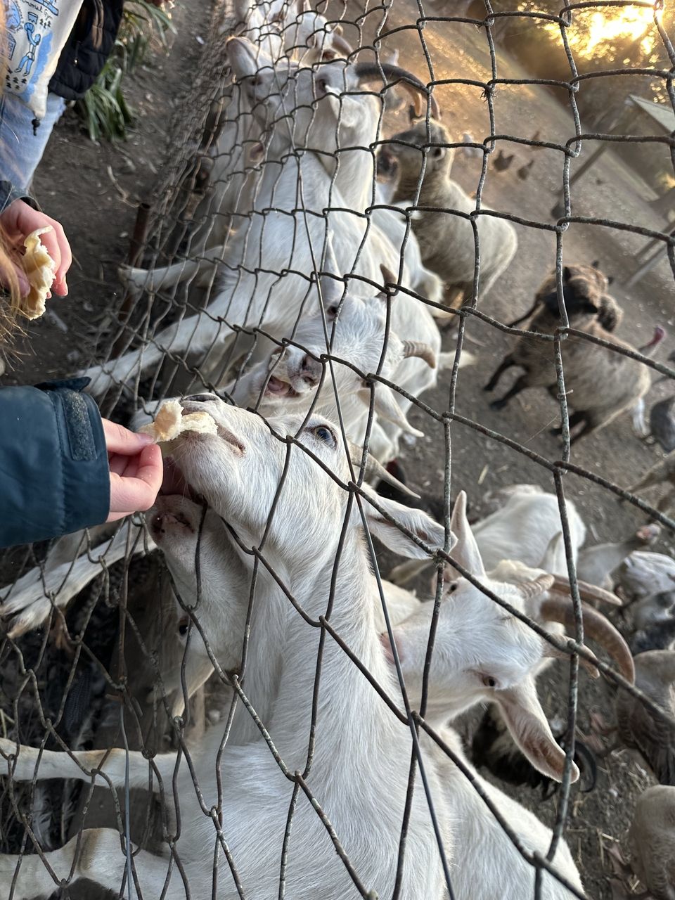 Feeding the goats