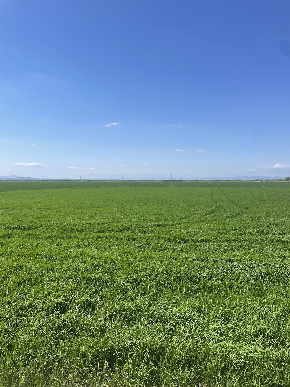 Rice field in Valencia