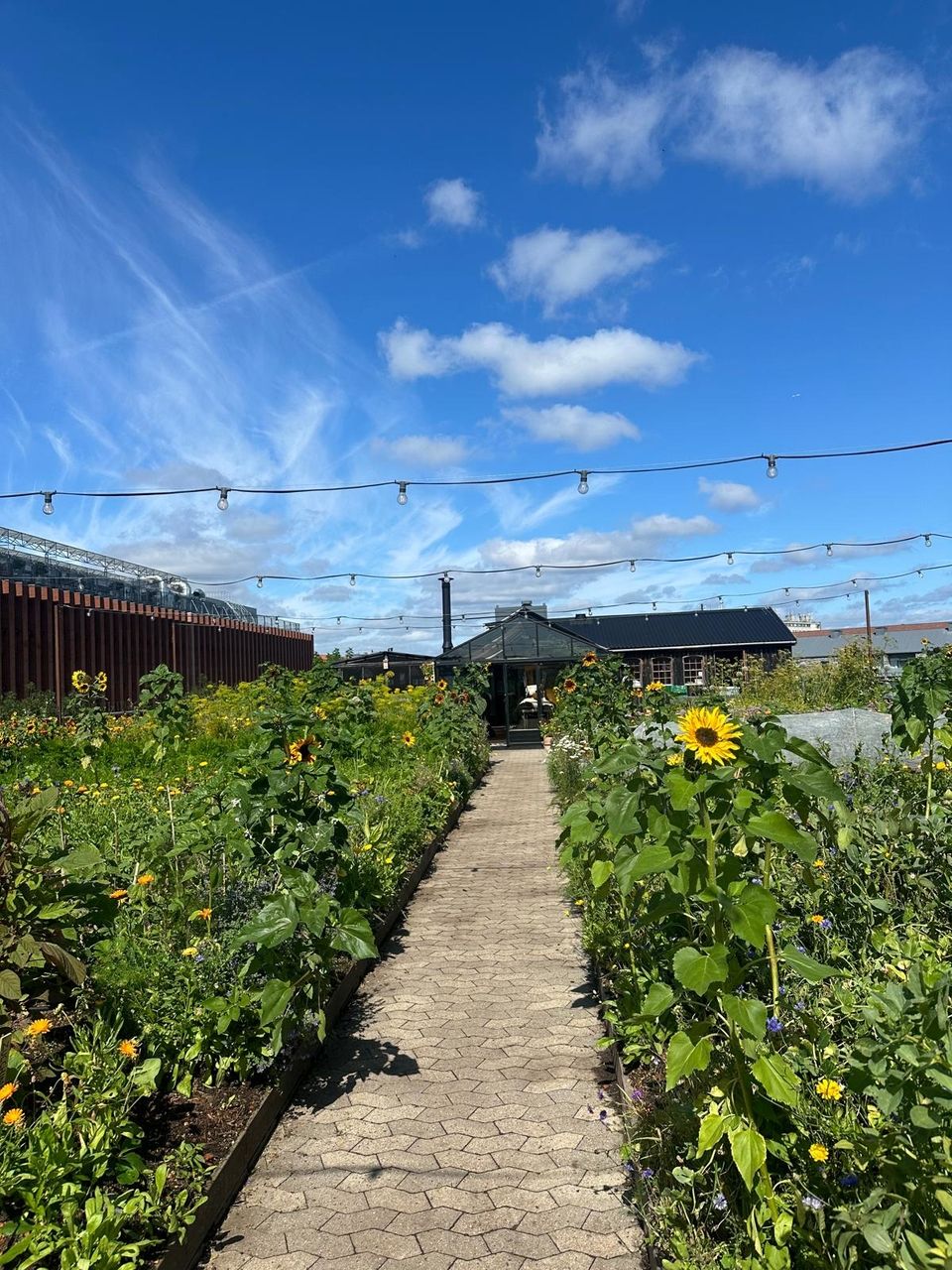 Photo of OsterGRO rooftop farm taken by a student.