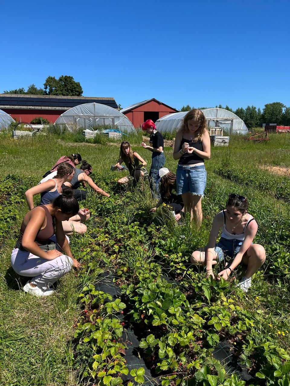 Strawberry picking at the farm!