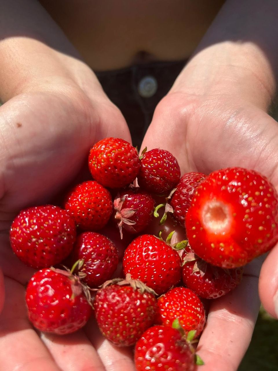 Our strawberries we picked!