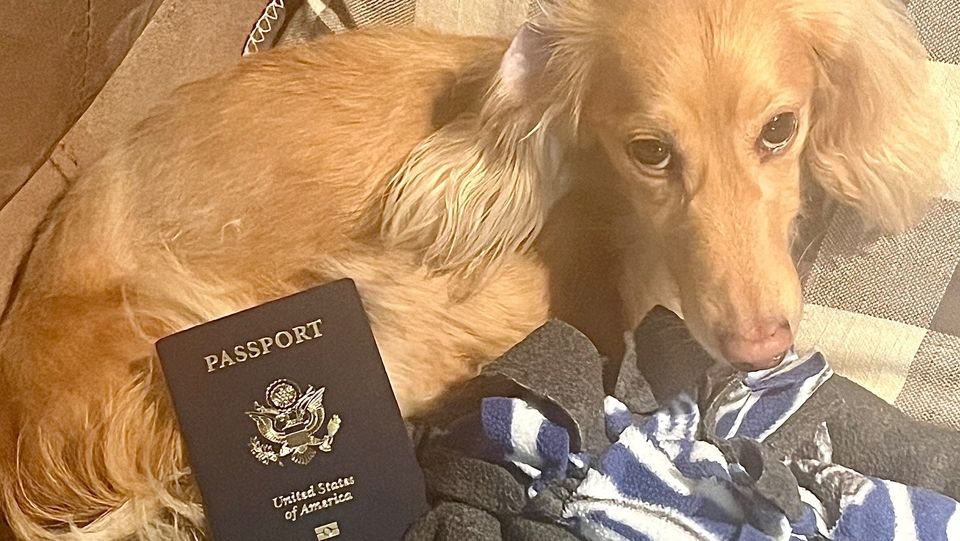 My dog, Granger, posing with my new passport