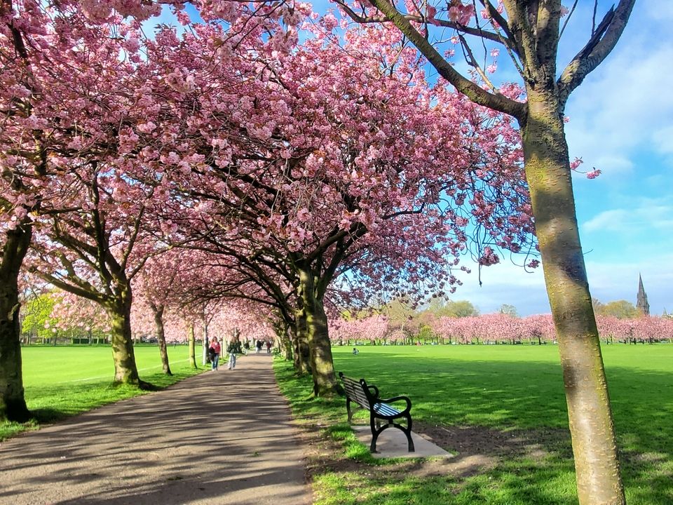 Cherry Blossom trees bloom in Edinburgh in Spring